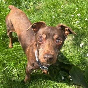 ,,Dringend Pflegestelle f&uuml;r Fofi gesucht!&lsquo;&lsquo;

Der 13 Jahre alte Rehpinscher Fofinho wurde schweren Herzens, aufgrund eines Todesfalls in seiner Familie, im Tierheim abgegeben. Nun wartet der kleine Senior darauf, noch einmal irgendwo anzukommen&hellip; diesmal f&uuml;r immer.

Fofinho ist ein freundlicher, lieber Hund, der bisher als Einzelprinz gelebt hat. Deshalb m&ouml;chte er seine Menschen am liebsten ganz f&uuml;r sich haben und sein Zuhause nicht mit anderen Tieren teilen.

Im Tierheim f&uuml;hlt er sich nicht besonders wohl und wir suchen f&uuml;r ihn so schnell wie m&ouml;glich eine liebevolle Pflegestelle, die ihn betreut und auf seine Bed&uuml;rfnisse eingeht. F&uuml;r ihn w&uuml;nschen wir uns einen ruhigen Haushalt mit viel Zeit, Geduld und Verst&auml;ndnis f&uuml;r einen alten Hund. Denn manchmal wird &bdquo;Fofi&ldquo; auch schon etwas vergesslich und ein klein wenig schrullig, zum Beispiel wenn es darum geht wieviele Leckerlies er eigentlich schon bekommen hat <3

Fofinho kann zwar laut Angaben der Vorbesitzer etwa 4&ndash;5 Stunden alleine bleiben, doch am Zufriedensten ist er, wenn er einfach in der N&auml;he &bdquo;seiner&ldquo; Menschen sein darf.

Trotz seines Alters ist Fofinho noch gerne unterwegs und genie&szlig;t seine Spazierg&auml;nge sehr. Die Welt drau&szlig;en interessiert ihn nach wie vor &ndash; nur Autofahren geh&ouml;rt nicht so zu seinen Lieblingsbesch&auml;ftigungen.

Bei ihm wurden das Cushing-Syndrom und schlechte Leberwerte festgestellt, weshalb er Medikamente und Spezialfutter bekommt.

Wenn jemand Fofinho f&uuml;r seinen Lebensabend ein warmes, f&uuml;rsorgliches Pl&auml;tzchen bieten kann und m&ouml;chte, dann bitte schnell bei uns melden.

#tierheimhochtaunus #tierheim #zuhausegesucht #pflegestellegesucht #oberursel