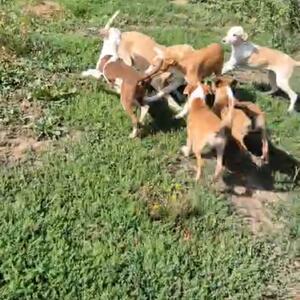In der Regel haben wir in den letzten 3 Jahren fast nur noch Hunde mit 
&bdquo; Special Effects&ldquo; bei uns im Tierheim,die neue erfahrene Familien suchen.
Aktuell haben wir einige Junghunde bei uns ,die darauf warten die Welt zu entdecken ❤️
N&auml;here Infos folgen bald !

#tierheimhochtaunus #tierheim #oberursel #tierheimhunde #hunde
