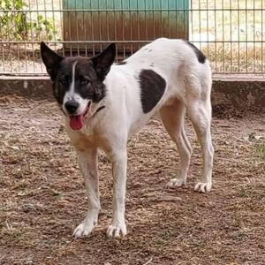 Zuhause gesucht f&uuml;r R&uuml;de Caine. 🍀

Name: Caine
Rasse: Mischling
Geschlecht: m&auml;nnlich kastriert
Geboren: 28.09.2022
Im Tierheim seit: 18.07.2026

Mehr Infos zu Caine findet ihr auf unserer Homepage. 

Anfragen zu den Tieren bitte nur per Mail!

#tierheim #tierheimhochtaunus #zuhausegesucht #tierheimhund #oberursel