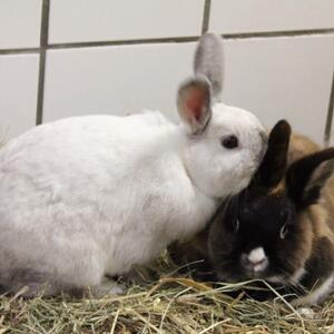 Purzel & Kr&uuml;mel suchen gemeinsam ein neues Zuhause🍀🏡

Mehr Infos zu den beiden findet ihr auf unserer Homepage. 

Anfragen zu den Tieren bitte nur per Mail!

#tierheimhochtaunus #tierheim #tierheimtier #zuhausegesucht #oberursel