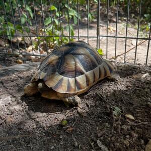 🍀wieder Zuhause🍀
Fundschildkr&ouml;te aus Oberursel! 
(Testudo marginata) 🍀☺️

#tierheimhochtaunus #tierheim #oberursel #gefunden #landschildkr&ouml;te