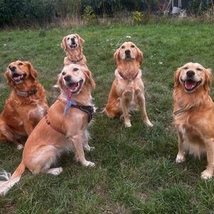 5 Jahre sind sie nun! Unsere ehemaligen Goldigen M&auml;dels sind inzwischen richtige Damen geworden. Und alle f&uuml;nf sind fr&ouml;hlich und gesund. Sie treffen sich einmal im Jahr um ihren Geburtstag zu feiern. 

Uns als Tierheim Team freut es immer, wenn wir so tolle R&uuml;ckmeldungen von unseren ehemaligen Sch&uuml;tzlingen bekommen. &hearts;️
Und auch wir sagen Happy Birthday 🥳 

#happybirthday #tierheimhochtaunus #oberursel #tierheimhunde #gl&uuml;cklichvermittelt