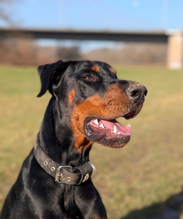 Hades, Dobermann – Tierheim Hochtaunus