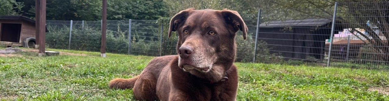 Milow, Labrador-Mix – Tierheim Hochtaunus