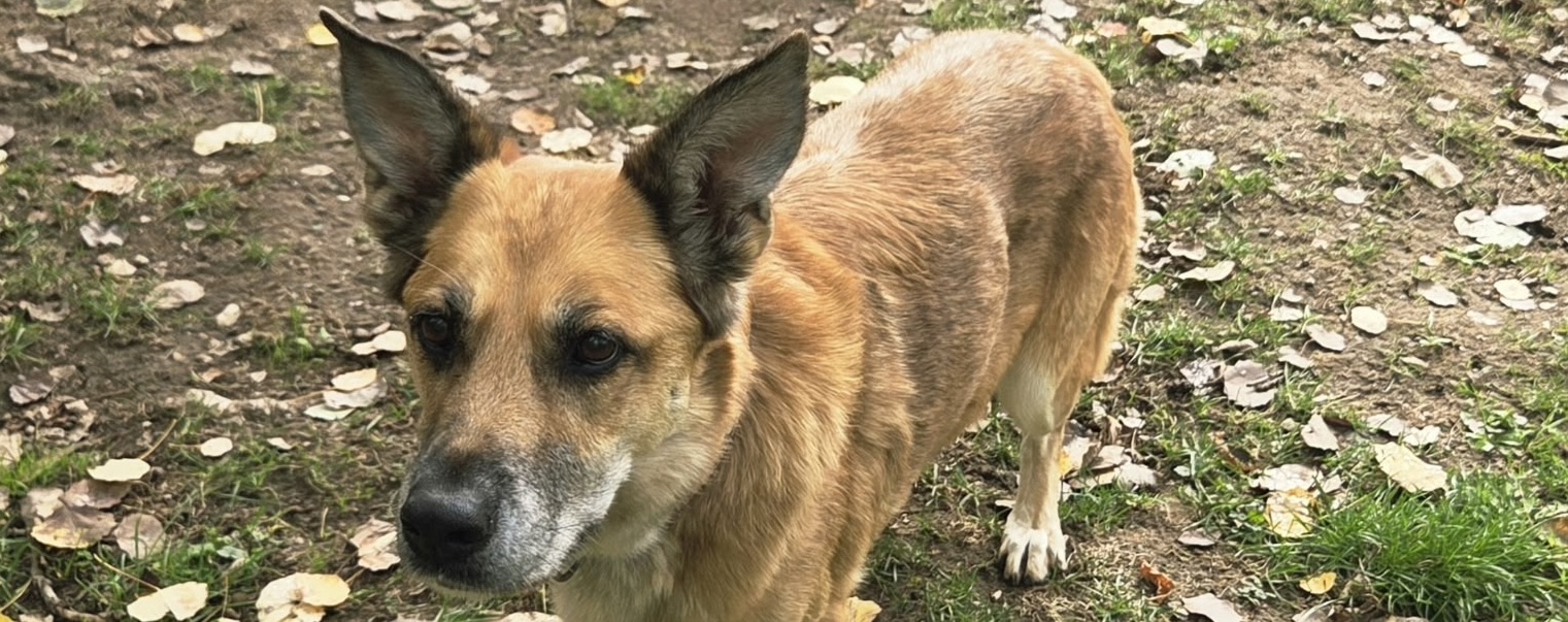 Bella, Schäferhund-Mischling – Tierheim Hochtaunus