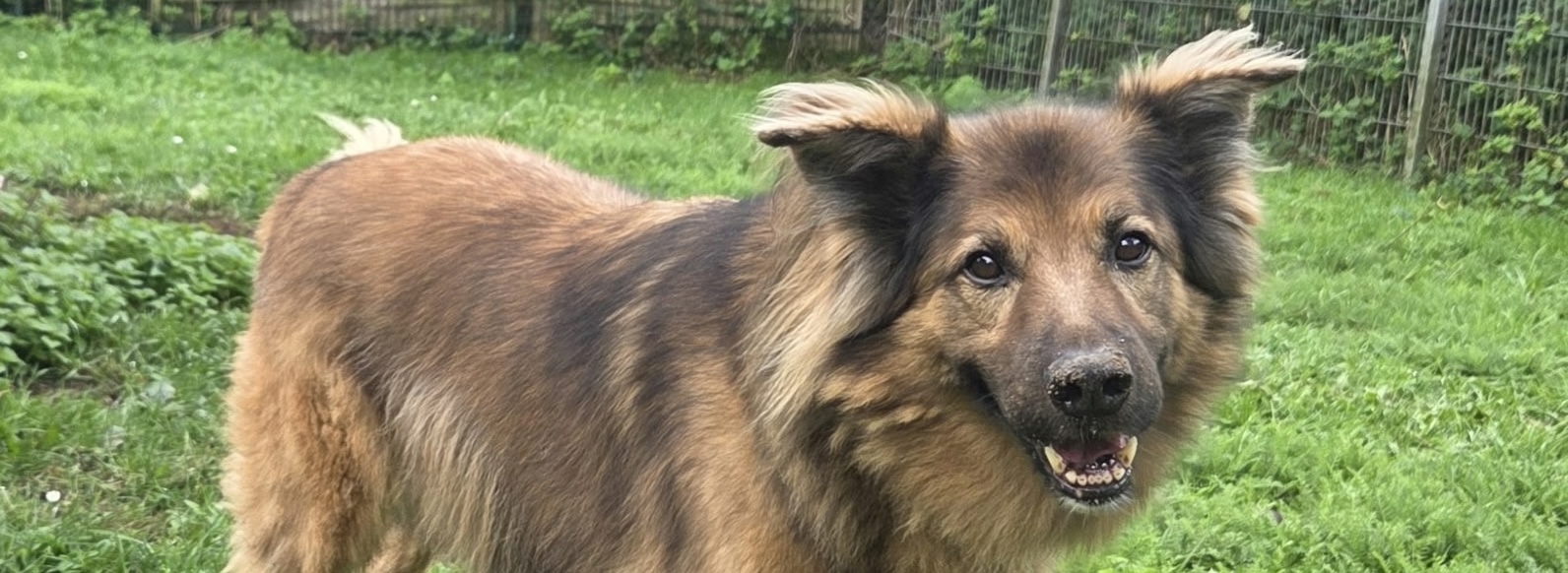 Woody, DSH-Collie-Mix – Tierheim Hochtaunus