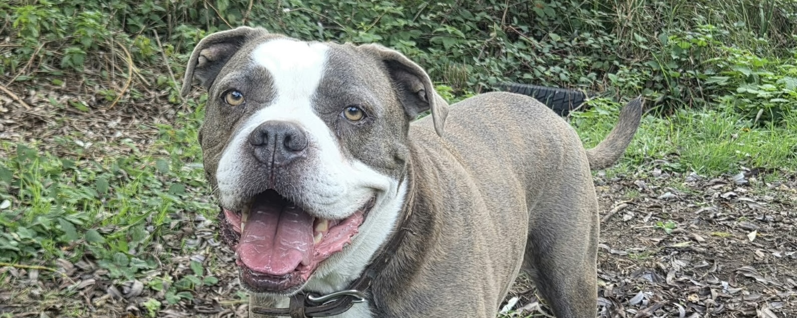 Ace, Stafford-Mix – Tierheim Hochtaunus