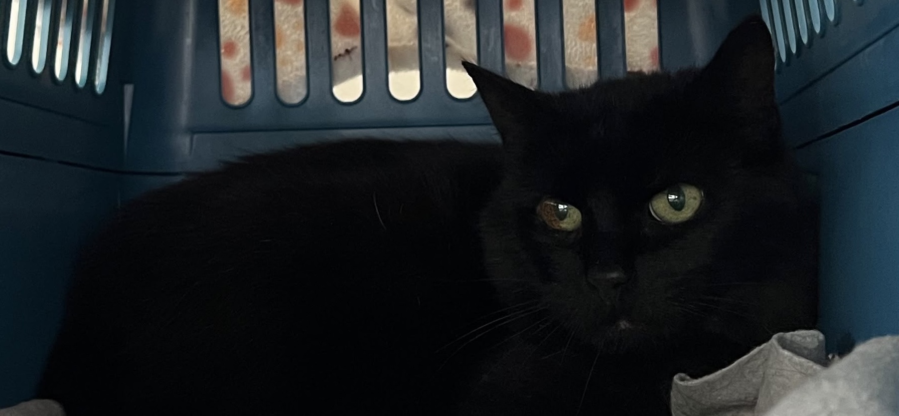 Jack, EKH – Tierheim Hochtaunus