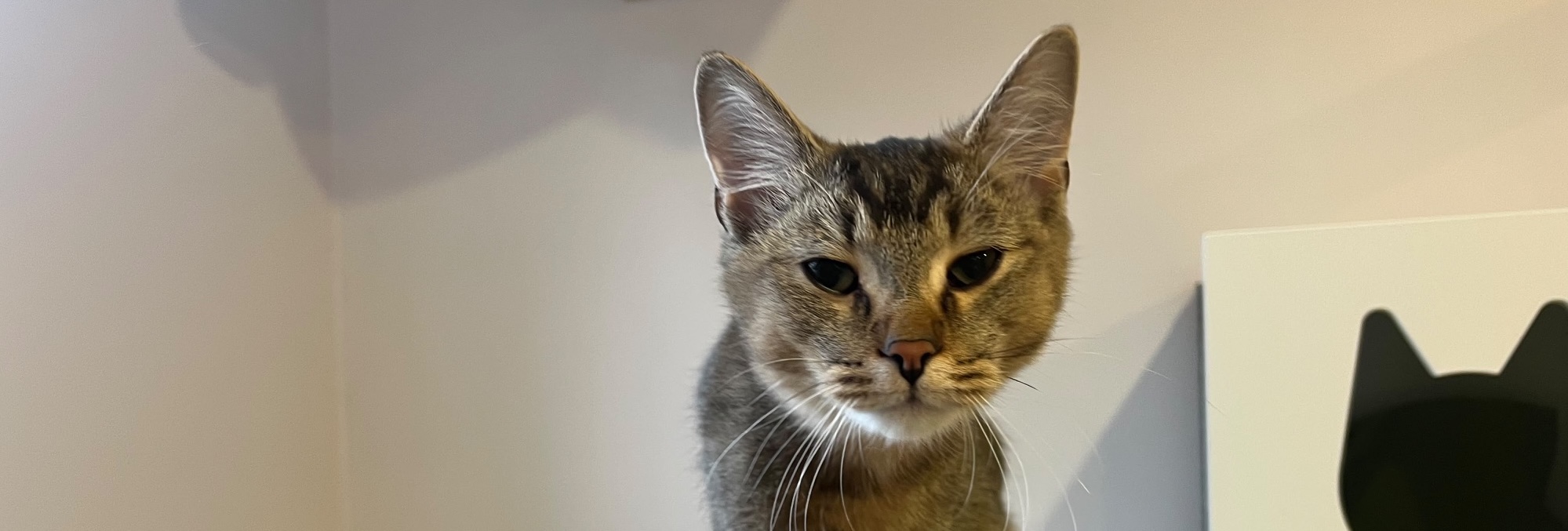 Flo, EKH – Tierheim Hochtaunus