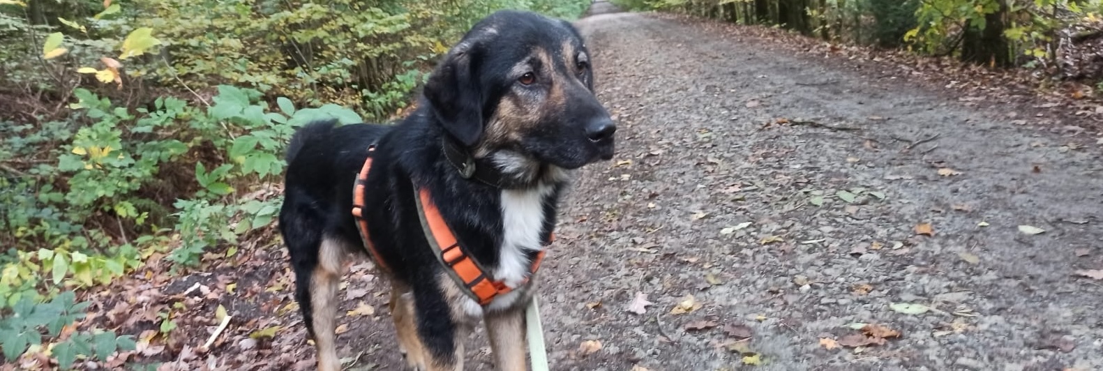 Butch, Schäferhund-Mischling – Tierheim Hochtaunus