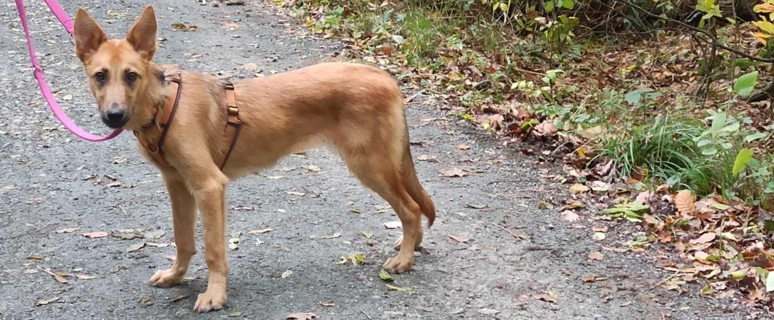 Hazel, Schäferhund-Mischling – Tierheim Hochtaunus