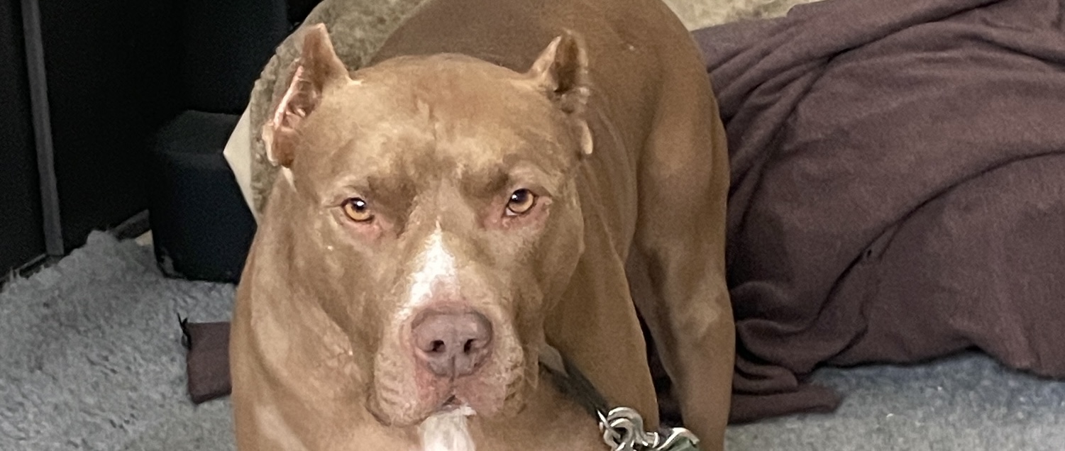 Coco, Amerik. Pitbull – Tierheim Hochtaunus